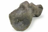 Hadrosaur (Hypacrosaur) Metatarsal (IV) w/ Metal Stand - Montana #265014-4